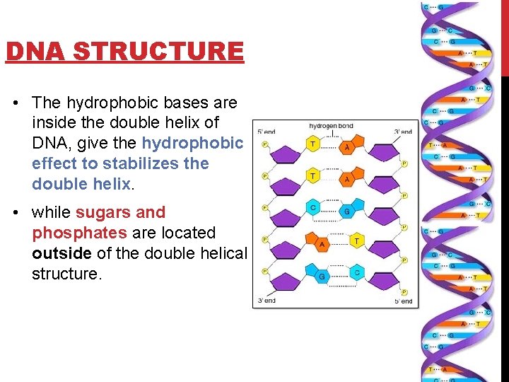DNA STRUCTURE • The hydrophobic bases are inside the double helix of DNA, give