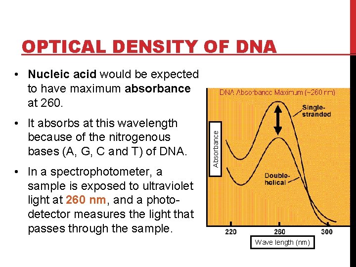 OPTICAL DENSITY OF DNA • It absorbs at this wavelength because of the nitrogenous