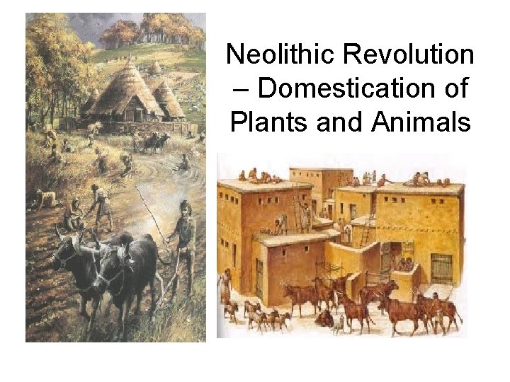 Neolithic Revolution – Domestication of Plants and Animals 