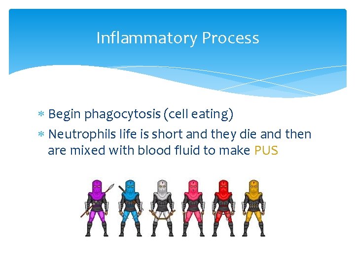 Inflammatory Process Begin phagocytosis (cell eating) Neutrophils life is short and they die and