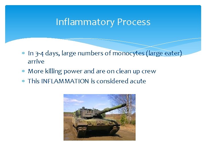 Inflammatory Process In 3 -4 days, large numbers of monocytes (large eater) arrive More