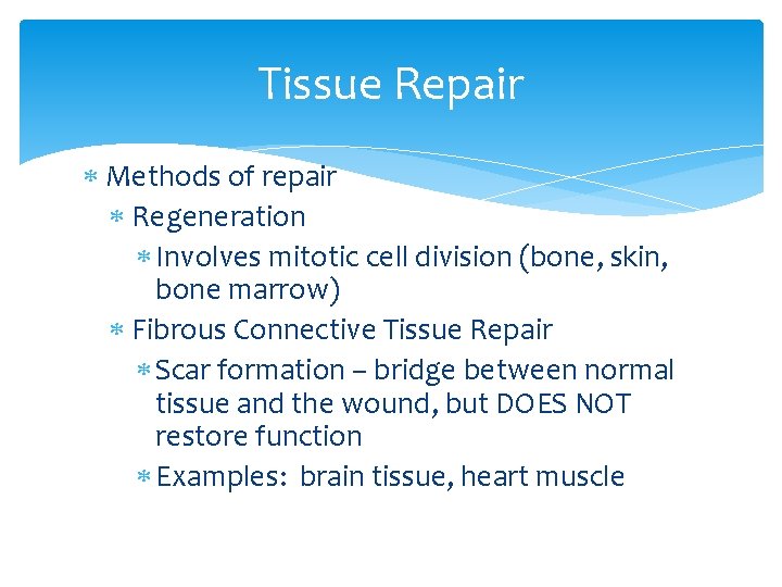 Tissue Repair Methods of repair Regeneration Involves mitotic cell division (bone, skin, bone marrow)