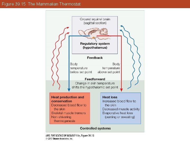 Figure 39. 15 The Mammalian Thermostat 
