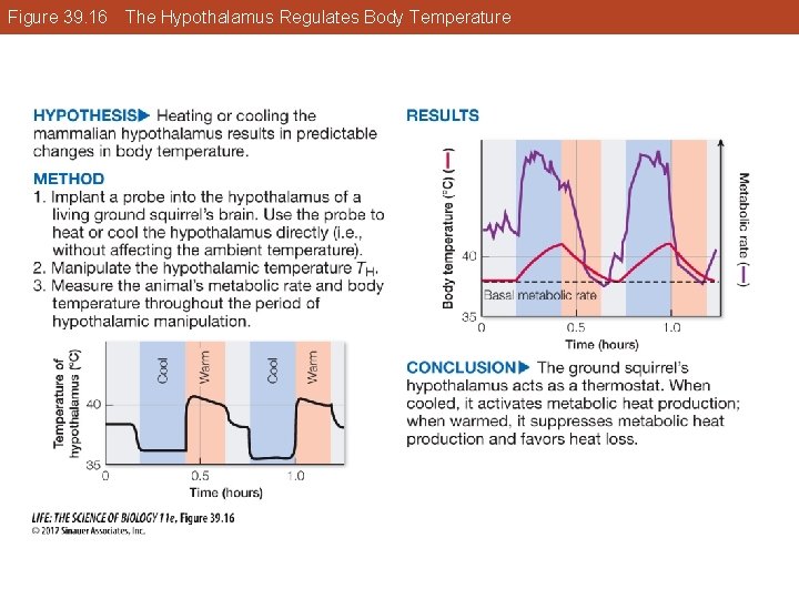 Figure 39. 16 The Hypothalamus Regulates Body Temperature 
