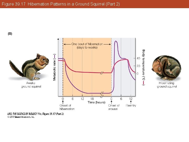 Figure 39. 17 Hibernation Patterns in a Ground Squirrel (Part 2) 
