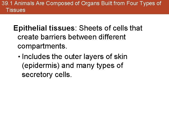 39. 1 Animals Are Composed of Organs Built from Four Types of Tissues Epithelial