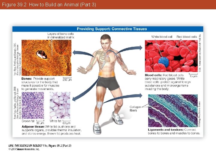 Figure 39. 2 How to Build an Animal (Part 3) 