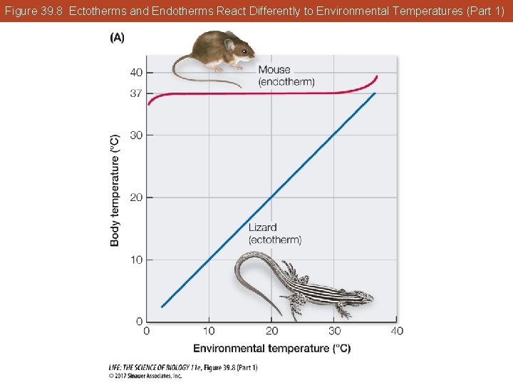 Figure 39. 8 Ectotherms and Endotherms React Differently to Environmental Temperatures (Part 1) 
