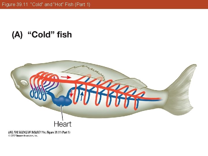 Figure 39. 11 “Cold” and “Hot” Fish (Part 1) 