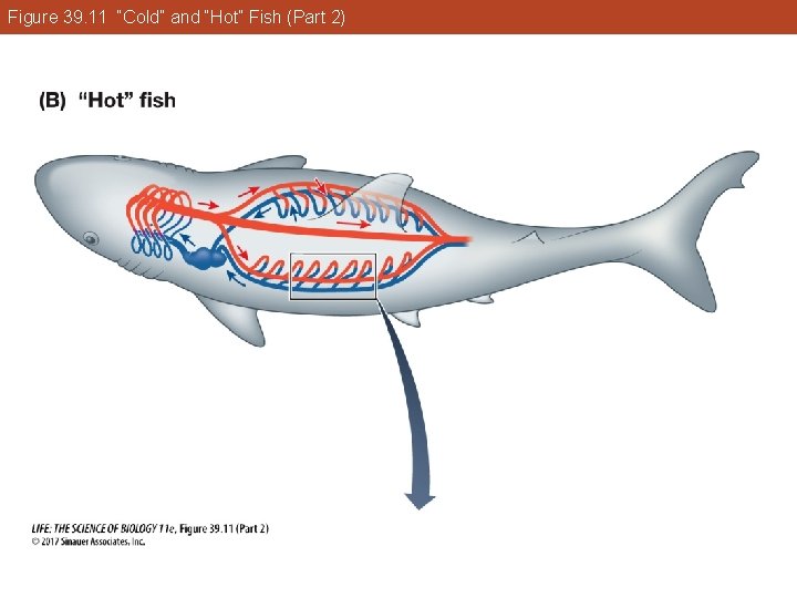 Figure 39. 11 “Cold” and “Hot” Fish (Part 2) 