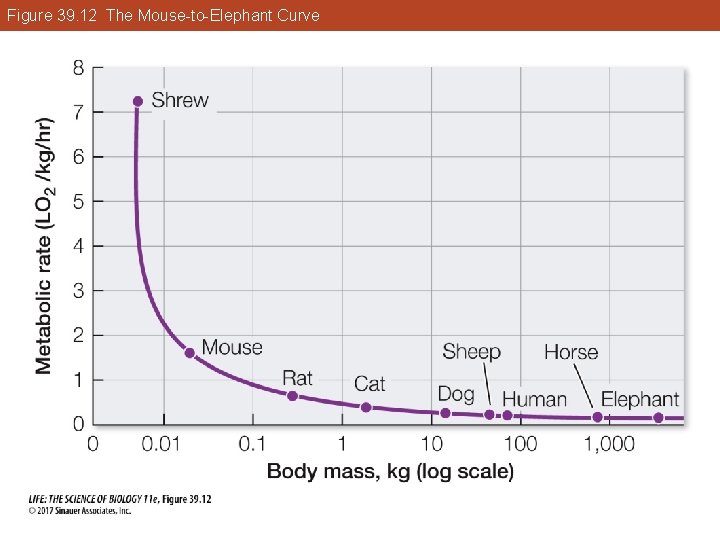 Figure 39. 12 The Mouse-to-Elephant Curve 