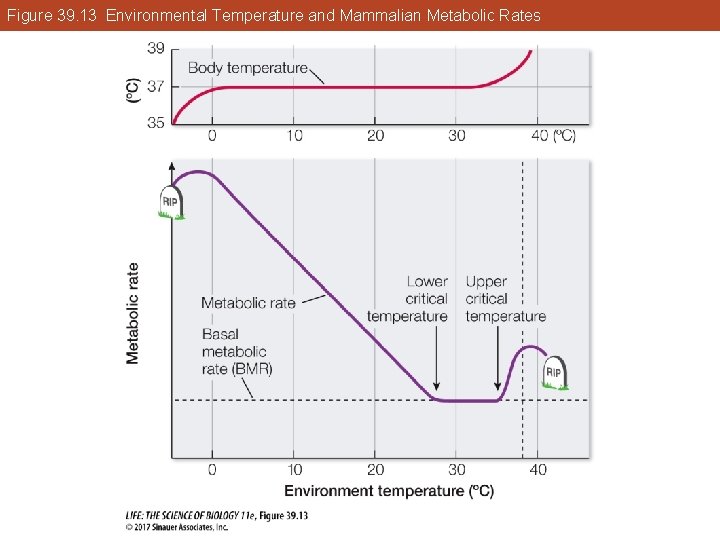 Figure 39. 13 Environmental Temperature and Mammalian Metabolic Rates 