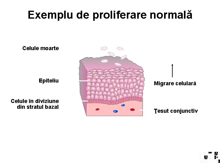 Exemplu de proliferare normală Celule moarte Epiteliu Celule în diviziune din stratul bazal Migrare