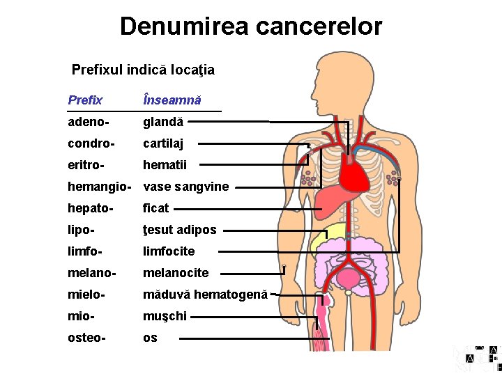 Denumirea cancerelor Prefixul indică locaţia Prefix Înseamnă adeno- glandă condro- cartilaj eritro- hematii hemangio-