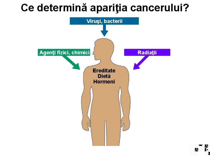 Ce determină apariţia cancerului? Viruşi, bacterii Agenţi fizici, chimici Radiaţii Ereditate Dietă Hormoni 