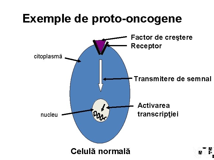 Exemple de proto-oncogene Factor de creştere Receptor citoplasmă Transmitere de semnal Activarea transcripţiei nucleu