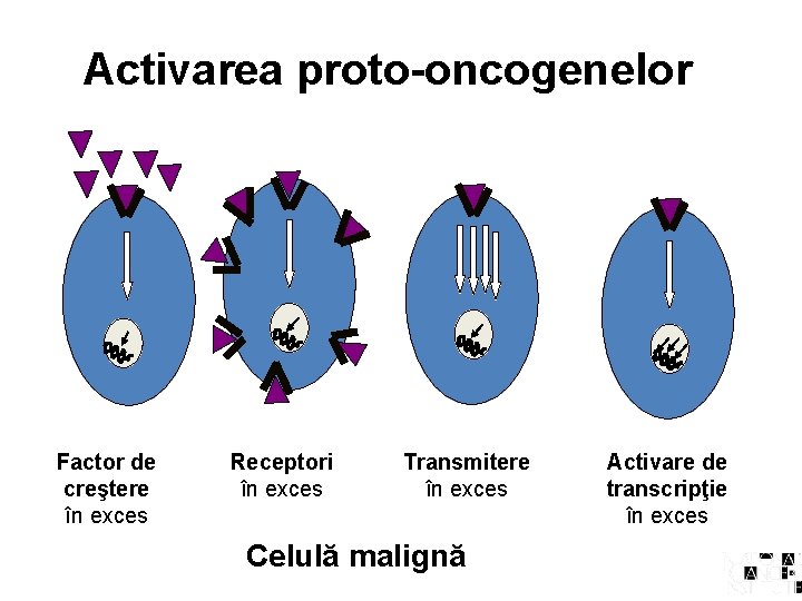 Activarea proto-oncogenelor Factor de creştere în exces Receptori în exces Transmitere în exces Celulă