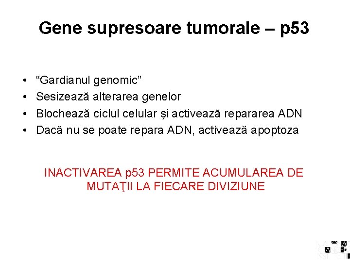 Gene supresoare tumorale – p 53 • • “Gardianul genomic” Sesizează alterarea genelor Blochează