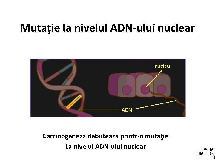 Mutaţie la nivelul ADN-ului nuclear nucleu ADN Carcinogeneza debutează printr-o mutaţie La nivelul ADN-ului