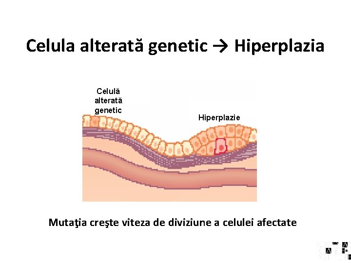 Celula alterată genetic → Hiperplazia Celulă alterată genetic Hiperplazie Mutaţia creşte viteza de diviziune