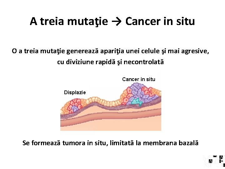 A treia mutaţie → Cancer in situ O a treia mutaţie generează apariţia unei