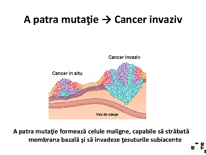 A patra mutaţie → Cancer invaziv Cancer in situ Vas de sânge A patra