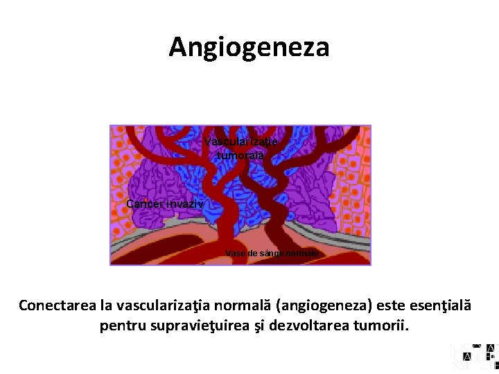 Angiogeneza Vascularizaţie tumorală Cancer invaziv Vase de sânge normale Conectarea la vascularizaţia normală (angiogeneza)