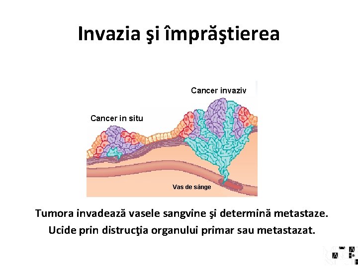 Invazia şi împrăştierea Cancer invaziv Cancer in situ Vas de sânge Tumora invadează vasele