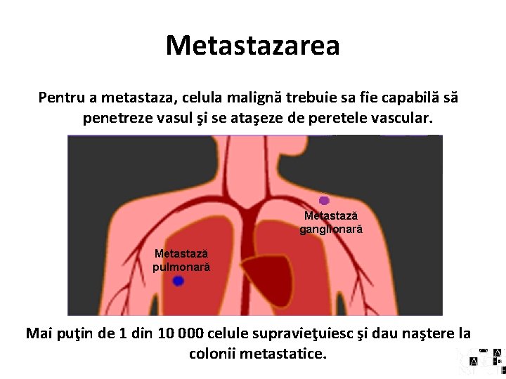 Metastazarea Pentru a metastaza, celula malignă trebuie sa fie capabilă să penetreze vasul şi