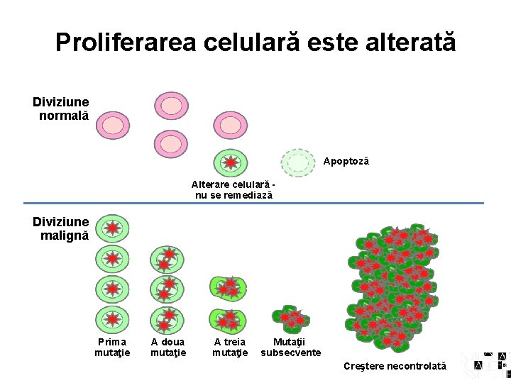 Proliferarea celulară este alterată Diviziune normală Apoptoză Alterare celulară nu se remediază Diviziune malignă