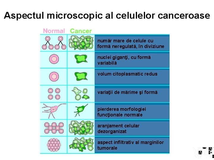 Aspectul microscopic al celulelor canceroase număr mare de celule cu formă neregulată, în diviziune