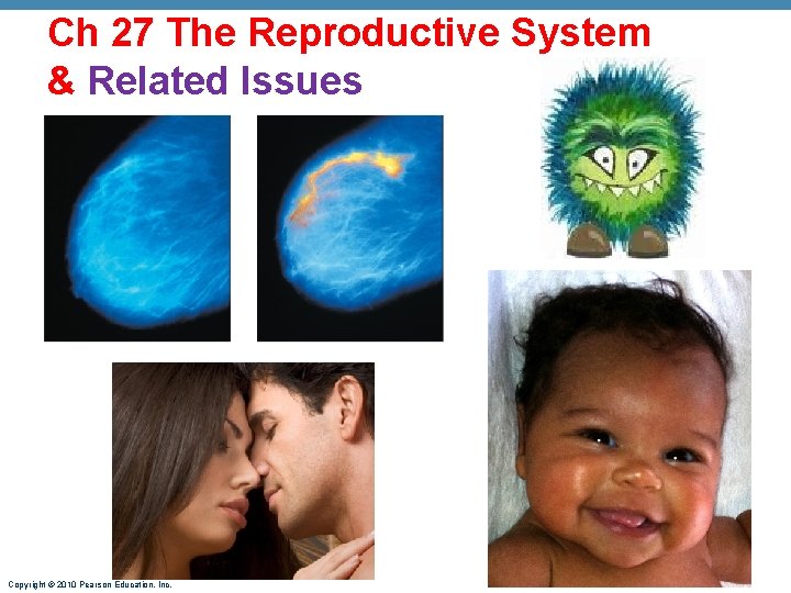 Ch 27 The Reproductive System & Related Issues Copyright © 2010 Pearson Education, Inc.