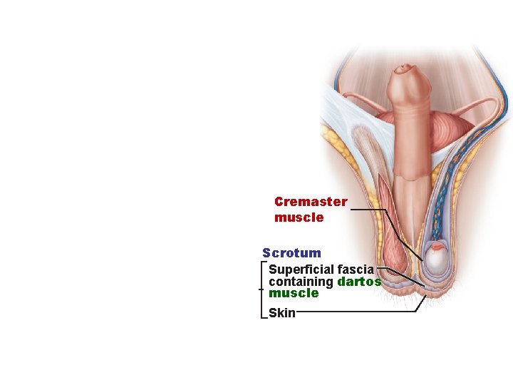 Cremaster muscle Scrotum Superficial fascia containing dartos muscle Skin 