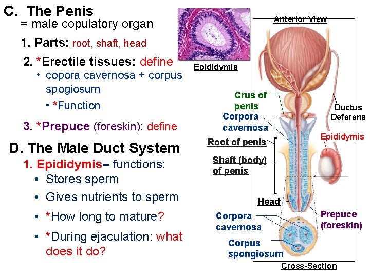 C. The Penis Anterior View = male copulatory organ 1. Parts: root, shaft, head