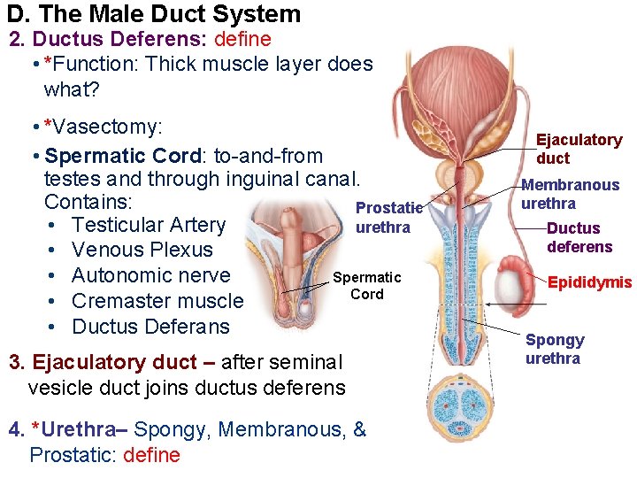 D. The Male Duct System 2. Ductus Deferens: define • *Function: Thick muscle layer