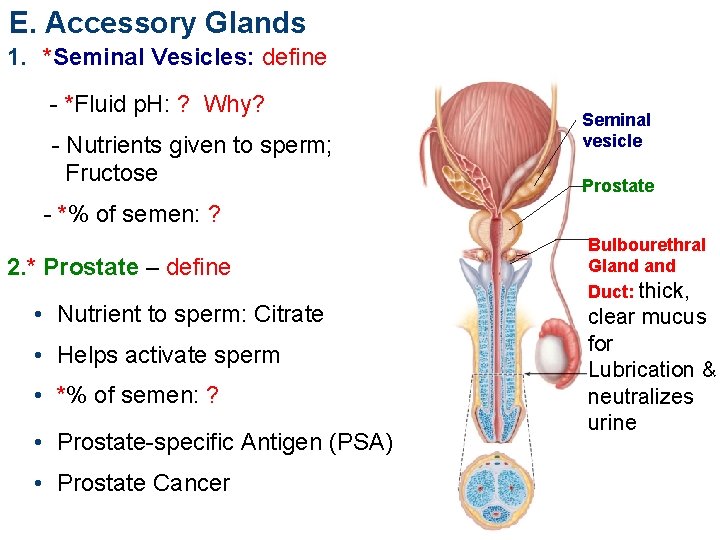 E. Accessory Glands 1. *Seminal Vesicles: define - *Fluid p. H: ? Why? -