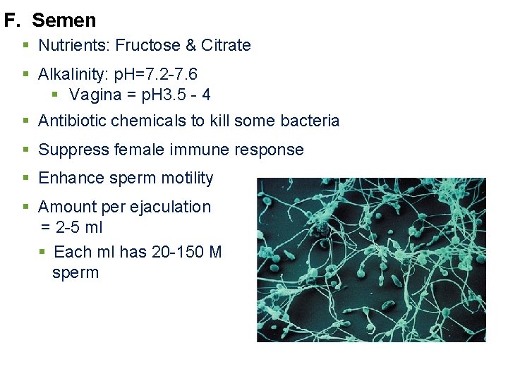 F. Semen § Nutrients: Fructose & Citrate § Alkalinity: p. H=7. 2 -7. 6