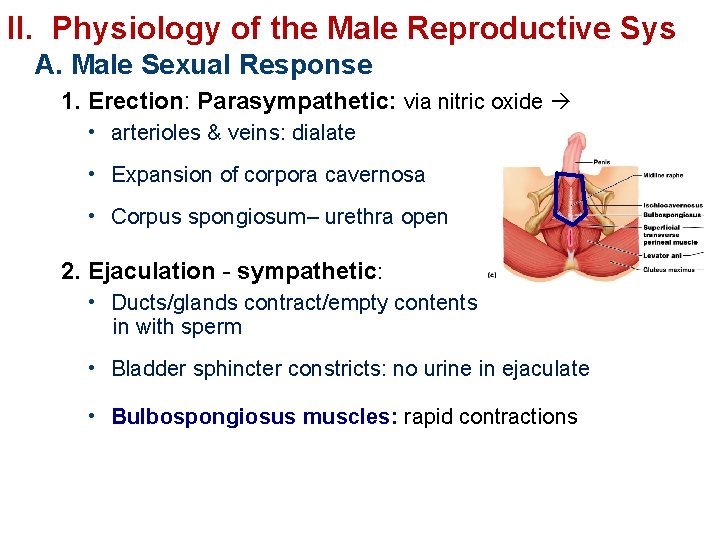 II. Physiology of the Male Reproductive Sys A. Male Sexual Response 1. Erection: Parasympathetic: