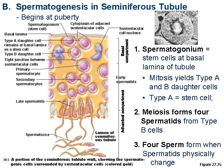 B. Spermatogenesis in Seminiferous Tubule - Begins at puberty Spermatogonium (stem cell) Cytoplasm of