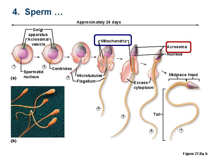 4. Sperm … Approximately 24 days Golgi apparatus Acrosomal vesicle Mitochondria Acrosome Nucleus 1