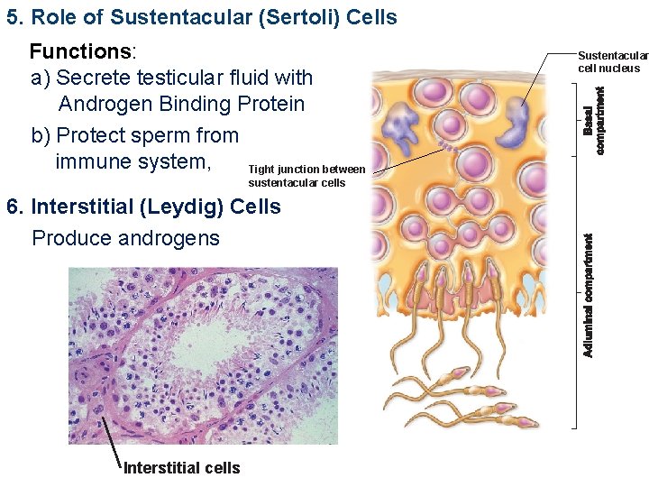 5. Role of Sustentacular (Sertoli) Cells Functions: a) Secrete testicular fluid with Androgen Binding