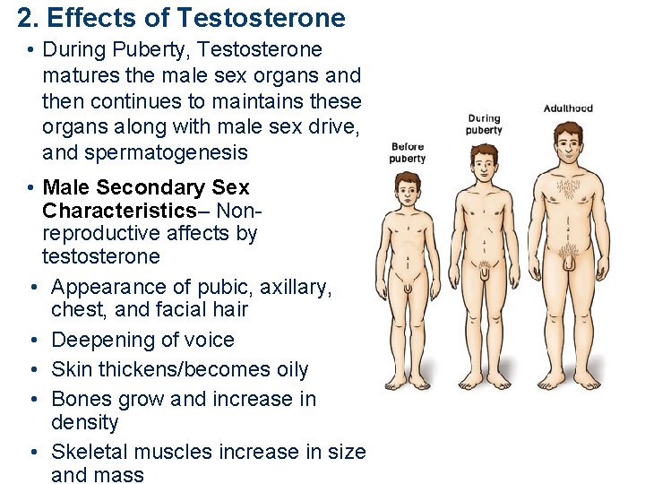 2. Effects of Testosterone • During Puberty, Testosterone matures the male sex organs and