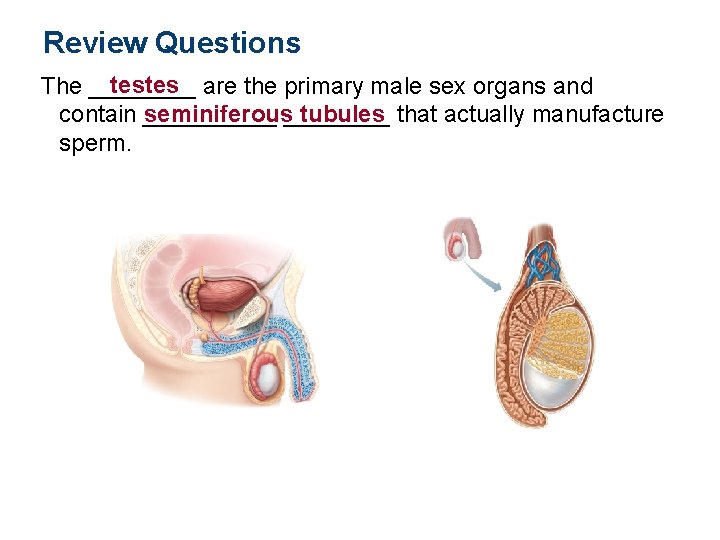 Review Questions testes are the primary male sex organs and The ____ contain _____