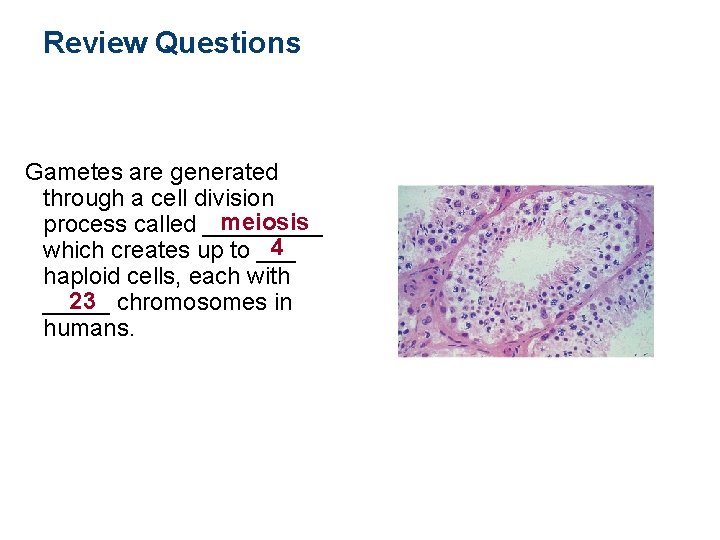 Review Questions Gametes are generated through a cell division meiosis process called _____ 4