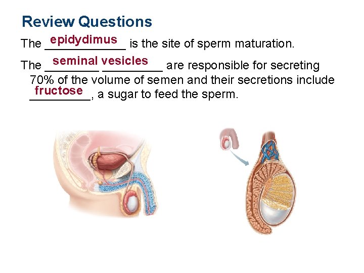 Review Questions epidydimus is the site of sperm maturation. The ______ seminal vesicles The