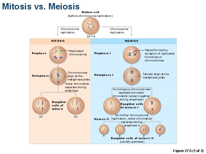 Mitosis vs. Meiosis Mother cell (before chromosome replication) Chromosome replication 2 n = 4