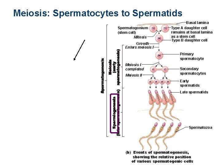 Meiosis: Spermatocytes to Spermatids Spermatogonium (stem cell) Mitosis Growth Enters meiosis I Basal lamina