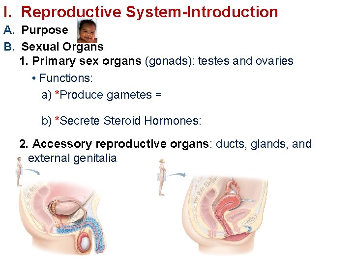 I. Reproductive System-Introduction A. Purpose B. Sexual Organs 1. Primary sex organs (gonads): testes