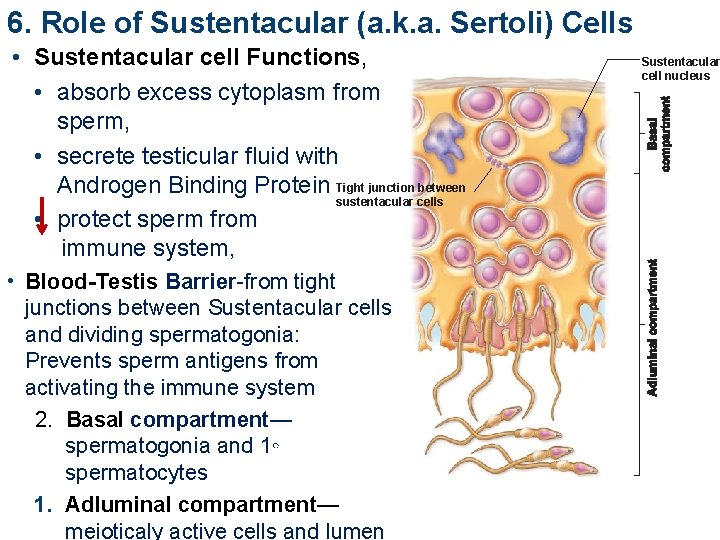 6. Role of Sustentacular (a. k. a. Sertoli) Cells • Sustentacular cell Functions, •