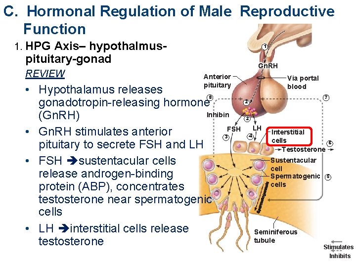 C. Hormonal Regulation of Male Reproductive Function 1. HPG Axis– hypothalmuspituitary-gonad REVIEW 1 Gn.